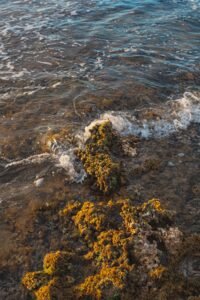 tide