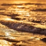 red tide